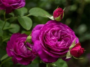 Puzzle Purple Roses